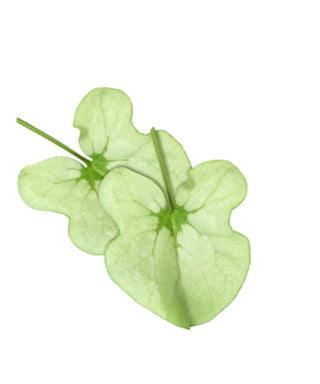 KOPPERT CRESS - SYRHA LEAVES (2X25PCS)