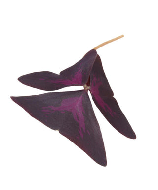 KOPPERT CRESS – YKA LEAF (15 PCS)